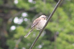Mimus thenca