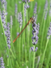 Xanthocnemis zealandica