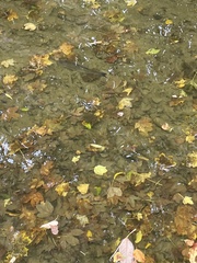 Squalius cephalus