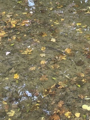 Squalius cephalus