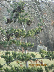 Pinus parviflora