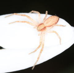 Philodromus rufus