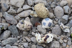 Vanellus chilensis