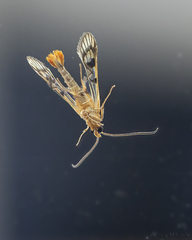 Synanthedon acerni