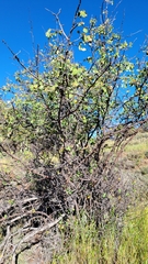 Amelanchier utahensis