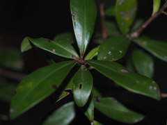 Cliftonia monophylla