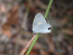 Candalides xanthospilos