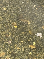 Squalius cephalus
