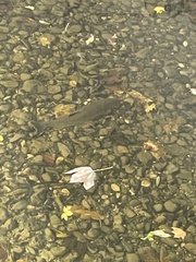 Squalius cephalus