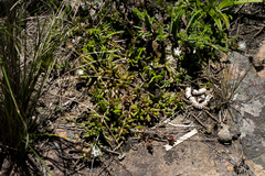 Delosperma