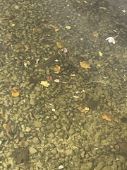 Squalius cephalus