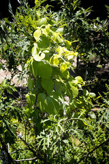 Dioscorea dregeana