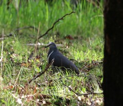 Leucosarcia melanoleuca