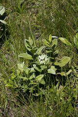 Eriosemopsis subanisophylla
