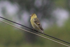 Spinus barbatus