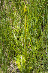 Gerbera piloselloides