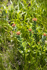Helichrysum appendiculatum