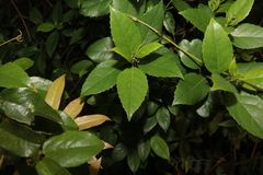 Hedycarya angustifolia