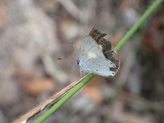 Candalides xanthospilos