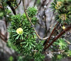 Phyllota pleurandroides