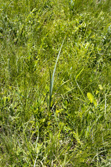 Hypoxis rigidula