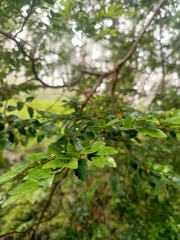 Nothofagus cunninghamii