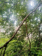 Nothofagus cunninghamii