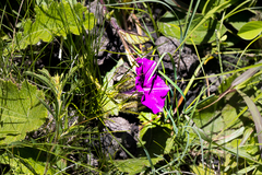 Ipomoea oblongata