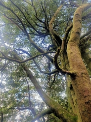 Nothofagus cunninghamii