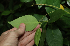Hedycarya angustifolia