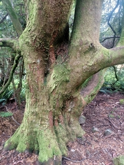Nothofagus cunninghamii
