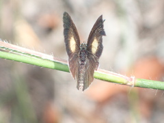 Candalides xanthospilos