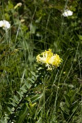 Lasiosiphon anthylloides