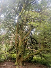 Nothofagus cunninghamii