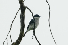 Hemipus hirundinaceus