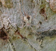 Tamopsis brisbanensis