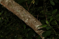 Hedycarya angustifolia