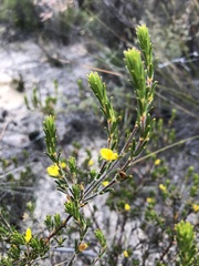 Phyllota remota