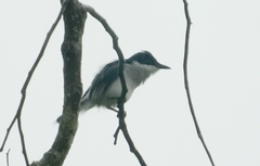 Hemipus hirundinaceus