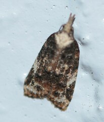 Platynota exasperatana