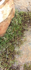 Selaginella dregei