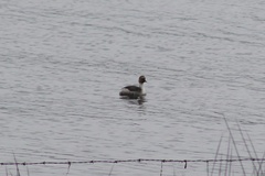 Podiceps occipitalis