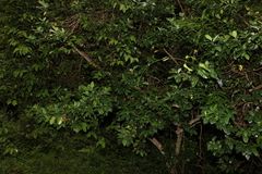 Hedycarya angustifolia