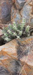 Euphorbia schinzii