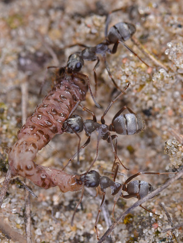 Formica cinerea