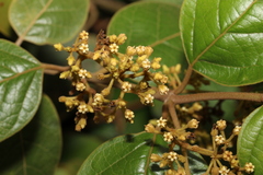 Parsonsia fulva
