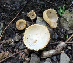 Tarzetta cupularis