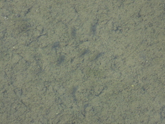 Fundulus parvipinnis