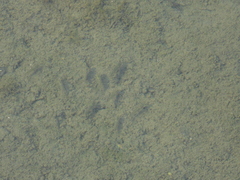 Fundulus parvipinnis