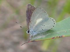 Candalides xanthospilos